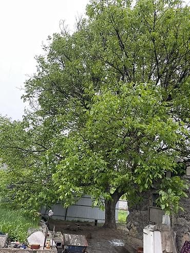 күн чырак: Плодовое дерево (грецкий орех) - Крупное взрослое дерево с широкой — 1