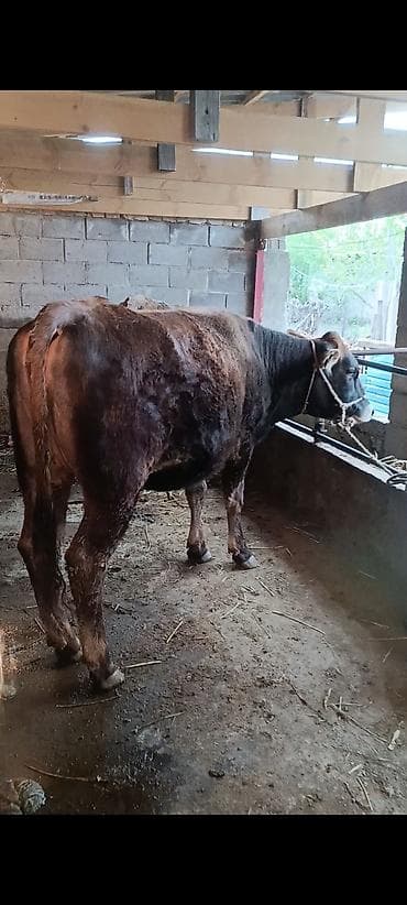 Продаю | Корова (самка) | Полукровка | Для молока