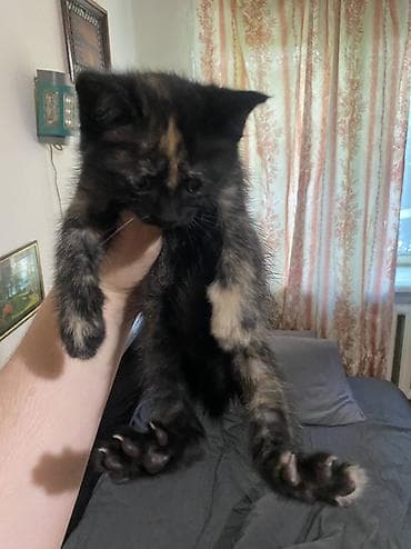 ищу котят: Отдам котят в добрые руки,месячные котята,ходят в лоток кушают — 2