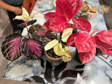 Пахира (дерево денег) в горшке. - Компактное комнатное растение с