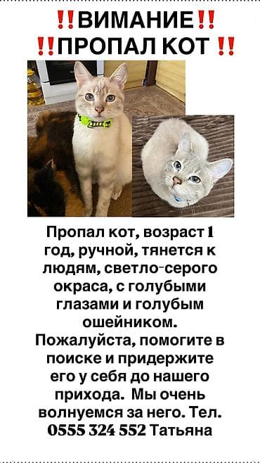 пропала собака хаски: ВНИМАНИЯ ПРОПАЛ КОТ‼️‼️‼️‼️ В области Байтик Пропал воскресенье — 1