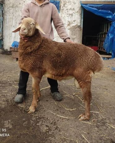 тай кони: Козу кочкор,6-Айлык,90см-бойу,17+кулак.баасы суйлошуу жолуу менен — 1