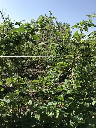 усик клубники: Малина: саженцы/ көчөт - Несколько сортов - Высокая урожайность — 1