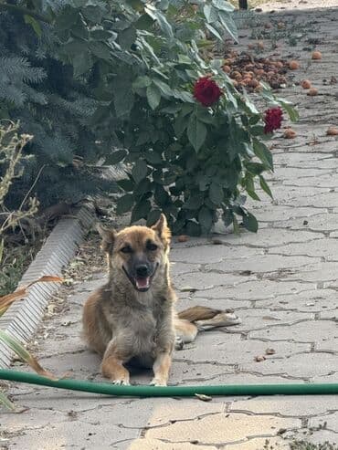 собака гончий: Собака даром: 4 месяца, Самец — 1