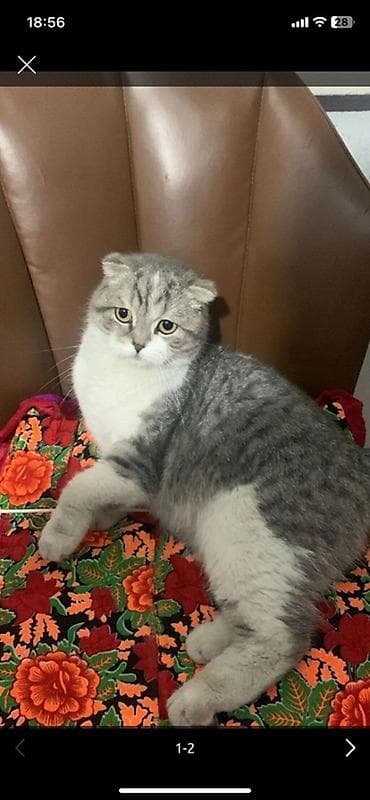 отдам кошку: Скотиш Фолд (Шотландская вислоухая), 3 года, Девочка, Биколор — 1