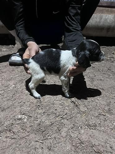 бенгальская кошка домашняя: Щенок, черно-белый окрас с пятнами. Компактное телосложение, короткая — 3