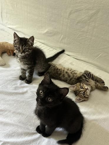 Отдаю котят в добрые и ответственные руки 🐾 📍 г. Бишкек Котятам по 2