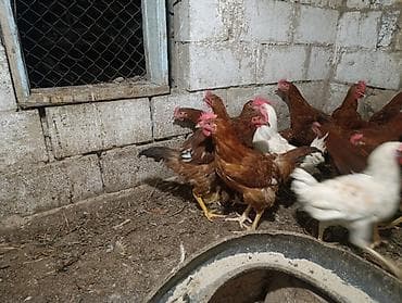 продаю птиц: Тоджон кучинский аралаш короздор 20 дай бар ( петушки кучинка с — 4