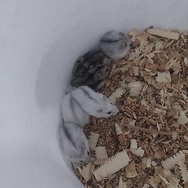 cat chow: Хомячки декоративные разных пород и окрасов - В наличии джунгарики — 4