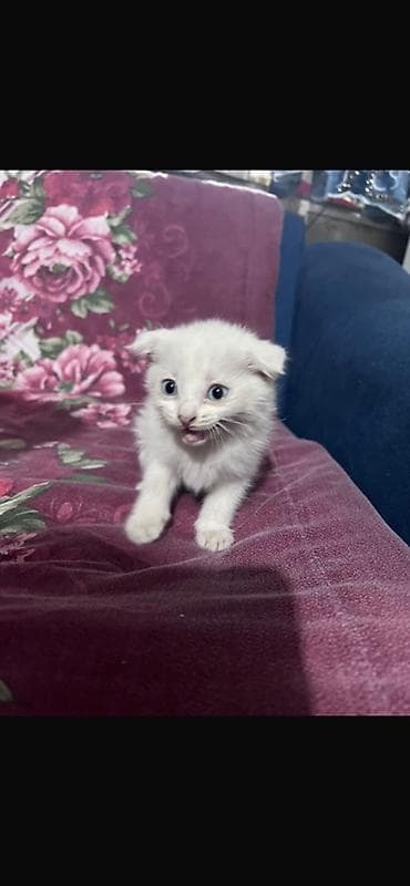 пародистый кошка: Котёнок ищет любящую семью Продаётся красивый белоснежный шотландский — 2