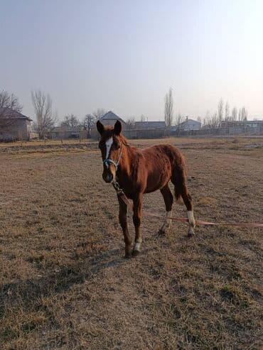 куда можно отдать кошку в бишкеке: Продаю | Жеребец, Жеребенок — 4