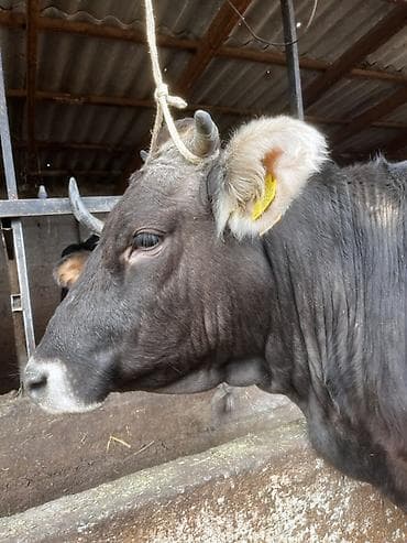 кобыла жеребая: Продаю | Корова (самка) | Для молока | Стельные — 4