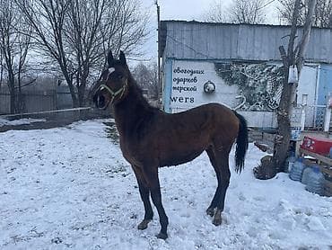 лошадь маленький: Продаю | Жеребец | Для разведения — 5