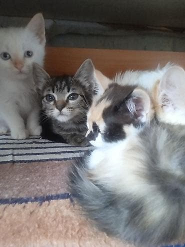 котята черные: Котята домашние, разного окраса: - белый с голубыми глазами - тигровый — 1