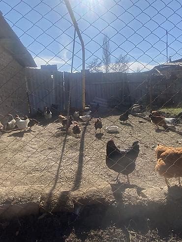 яйца инкубатор: Продаю | Куры | Домашняя | Для разведения — 6