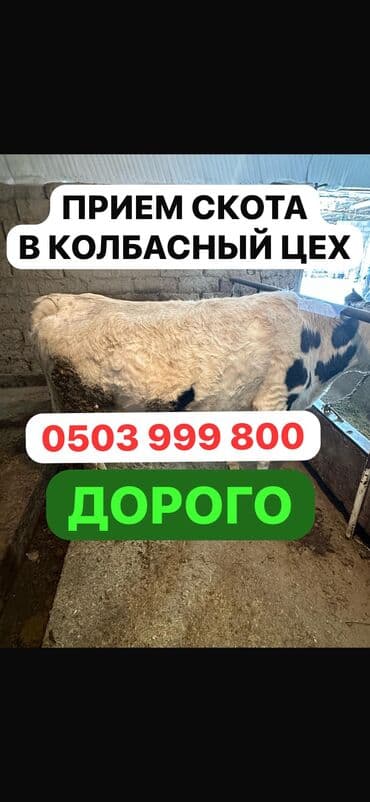 Куплю | Коровы, быки, Лошади, кони, Другие с/х животные | Круглосуточно, Любое состояние, Забитый at lalafo.kg Куплю | Коровы, быки, Лошади, кони, Другие с/х животные | Круглосуточно, Любое состояние, Забитый