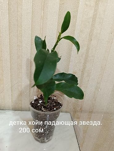 хойа: Хойя «Падающая звезда» — детка в стаканчике. - Сорт с эффектными — 2
