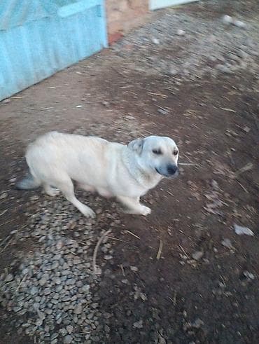 собака продаю: 1 год, Самка, С родословной — 2