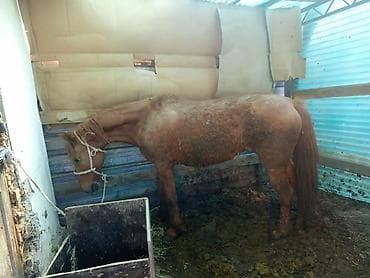 лошади самка: Продаю | Кобыла (самка) | Для разведения — 3