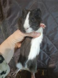 крысы декоративные: Морские свинки, мальчик и девочка, возраст от 2 месяца. Цена 550 сом — 1