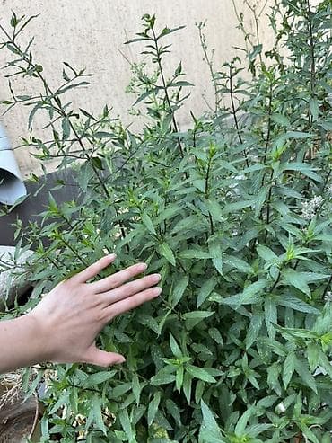 Продукты питания: ОГРОМНЫЙ КУСТ АРОМАНТОЙ мяты Добавляем в чай в компот хоть куда 5 — 2