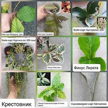 Продаю цветы