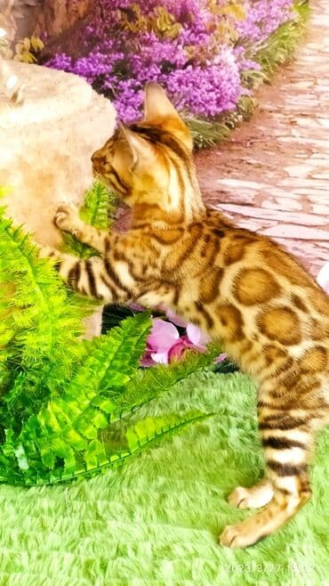 новорожденные котята: Друзья!! Проф питомник Бен Гла Мур Предлагает Шикарных элитных — 3