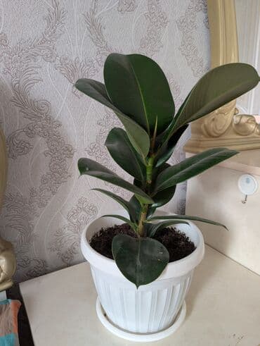 Фикус эластика (каучуконосный), сорт с крупными тёмно‑зелёными