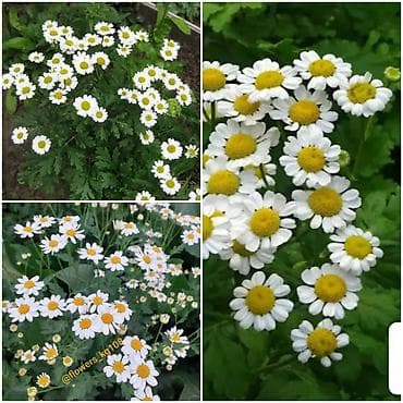 аквариум бишкек купить: Гайлардия - 150 сом. Эхинацея - 250 сом. Танацетум, матрикария - 150 — 3
