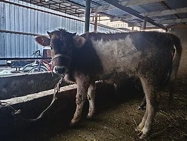 стекло аквариум: Продаю | Бык (самец), Тёлка | Алатауская | На откорм, На забой, Для разведения | Племенные, Искусственник — 1