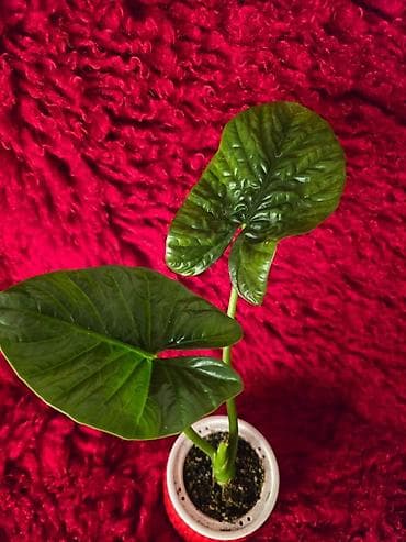 большой фикус: Ароидное комнатное растение Alocasia (вариететная форма) — 5