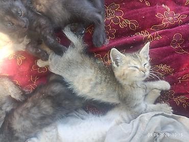 жалал абад кошка: Котята, помёт из нескольких малышей разной окраски. - Возраст на фото — 6