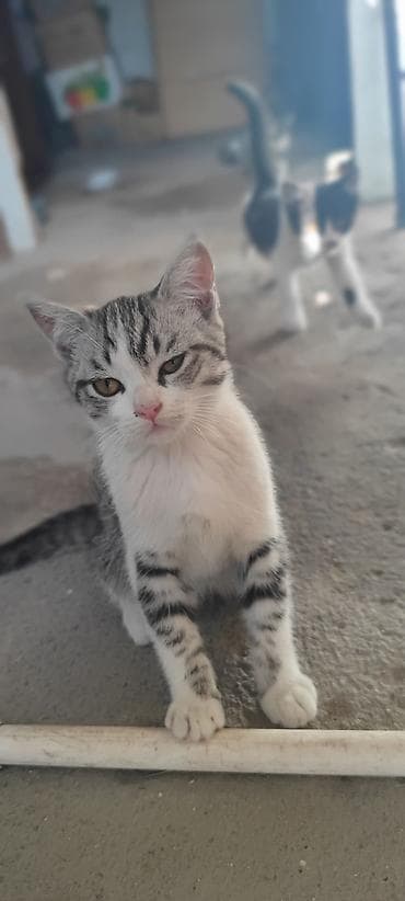 животные котята: Кошка даром: Беспородная, 3 месяца, Мальчик — 10