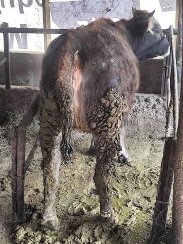 Коровы, быки: Продаю | Тёлка — 4