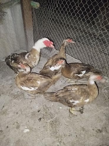 продажа утят: Мускусные утки (индоутки) и инкубационные яйца - Порода Яйцо — 1