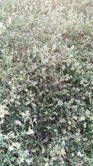 краскопульт купить: Семена кормовых растений: Люцерна — 2