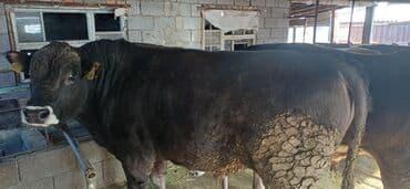 продаю дойная корова: Продаю | Бык (самец) | На откорм | Привязанные — 5