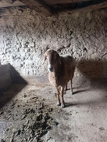 бойцовский дакан: Продаю | Овца (самка) | Для разведения | Матка — 1