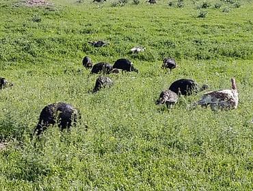 животные птицы: Индюки звонить только по номеру
Только номерге чалгыла!!! — 1