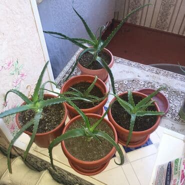 комнатные растения из голландии в бишкек каталог: Фотографии уже устарели. Теперь все алоэ намного выше и больше! — 12