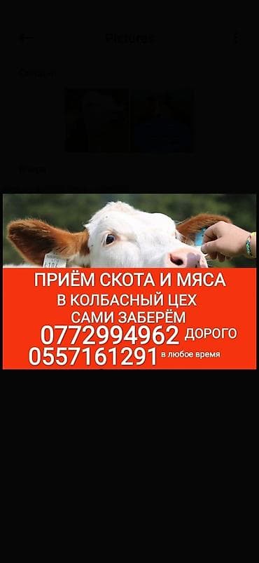 Колбасный цех : Коровы, быки, Лошади, кони, Другие с/х животные, | Круглосуточно, Любое состояние, Забитый