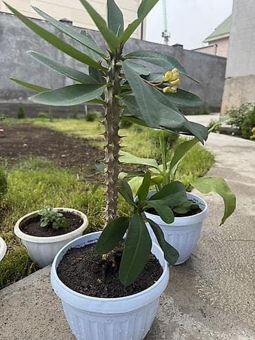 Комнатные растения в горшках. 1) Молочай Миля (Euphorbia milii