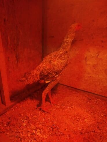 продажа собак в бишкеке: Дакан цесарка жожо короз сатылат активный алмашу жолдору бар адрес — 2