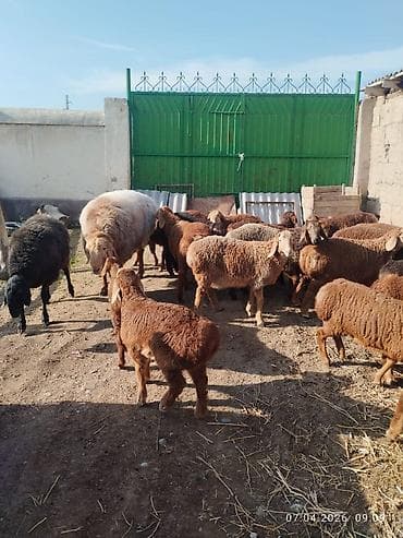 цыплята брама: Продаю | Ягненок | Арашан | Для разведения | Племенные — 8