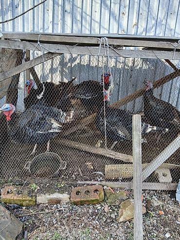 тайган иттер: Сатам | Эркек күрп | Кара ханзаада | Көбөйтүү үчүн — 6