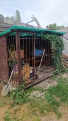 сколько стоят щенки ротвейлера: Алабай, 2 года, Самец, С прививкой, С родословной — 3