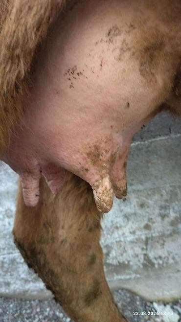 скот корова: Продаю | Корова (самка) | Для молока — 4