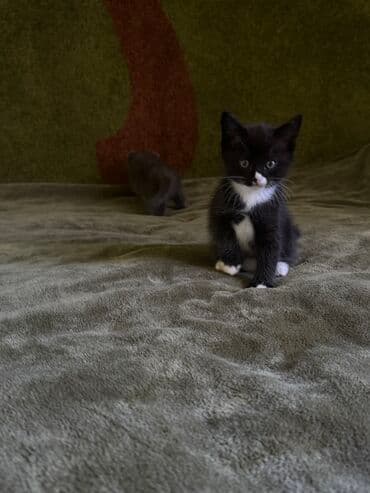 скоттиш фолд шотландская вислоухая кошка: Скотиш Фолд (Шотландская вислоухая), 1 месяц, Девочка, Биколор, Приучена к лотку, Проглистована — 5