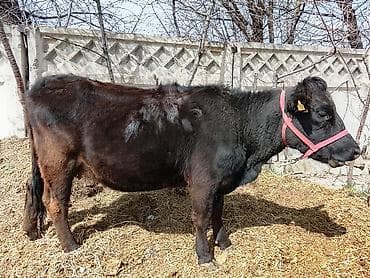 эшек жаныбар: Сатам | Уй (ургаачы) | Ангус | Көбөйтүү үчүн — 4