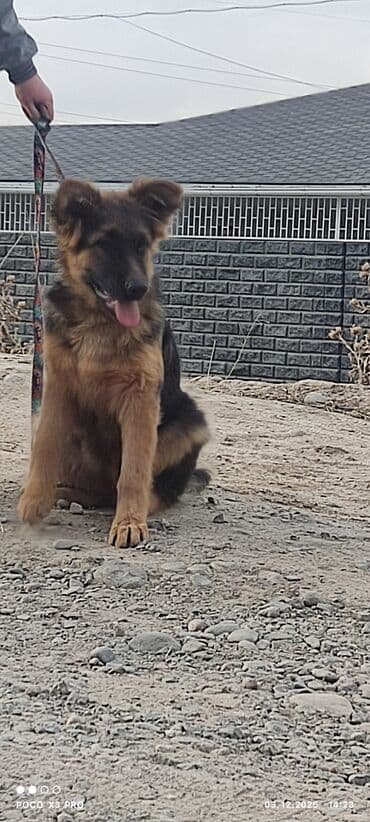 бельгийская овчарка щенок: Щенки немецкой овчарки4месяца - Пухнастые малыши с крепким костяком и — 5